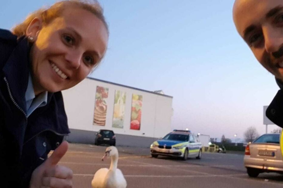 Der Schwan hatte sich offenbar auf dem HIT-Parkplatz verirrt.