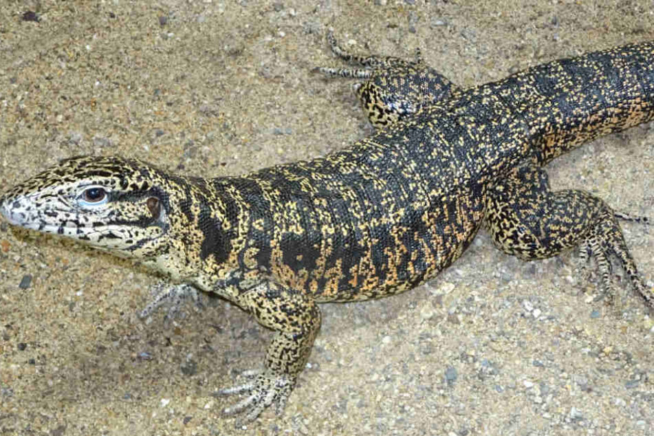 Der Zoo hat die Aufzucht der Tiere vorangebracht.