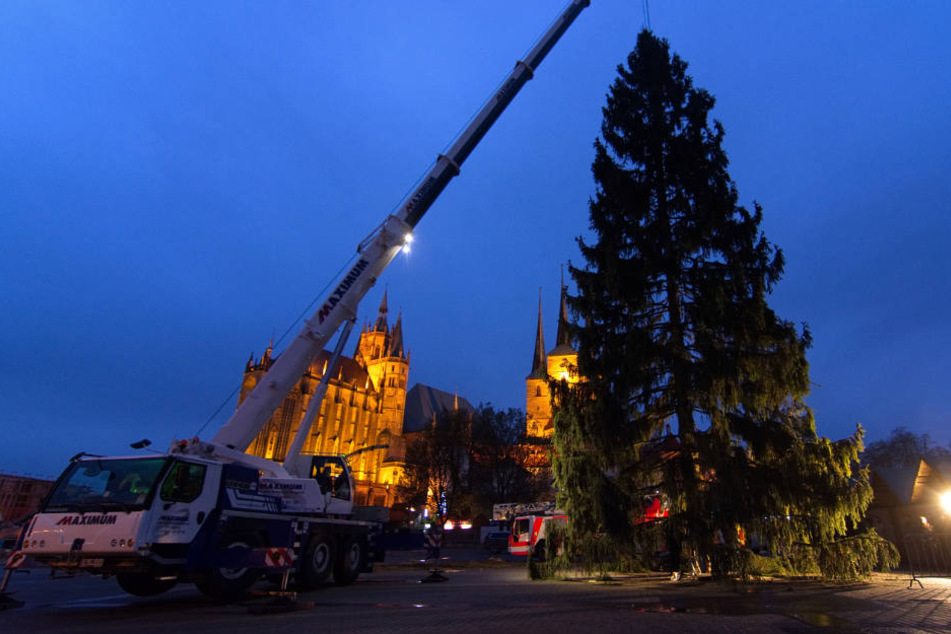 27 Meter hoch ist die Rotfichte und wurde mit einem 80-Tonnen-Kran in Erfurt aufgestellt.