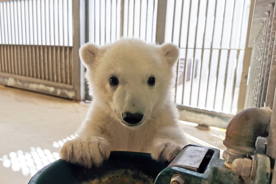Das Eisbären-Baby wächst und wächst.