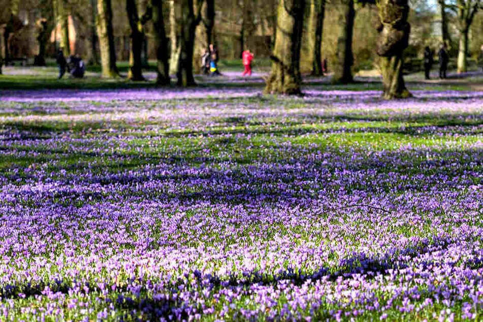 Die Krokusse blühen schon! In der nächste Woche lassen die Sonnenstrahlen nicht lange auf sich warten.