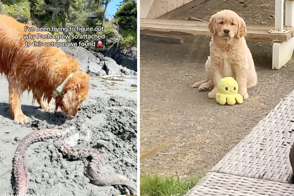 Golden Retriever Pacha hat am Strand einen toten Oktopus vergraben. Sein Frauchen wunderte sich zunächst, bis sie sich an ein Detail von früher erinnerte.