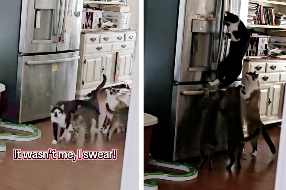 Gleich vier tierische Diebe befanden sich hier auf Beutezug.