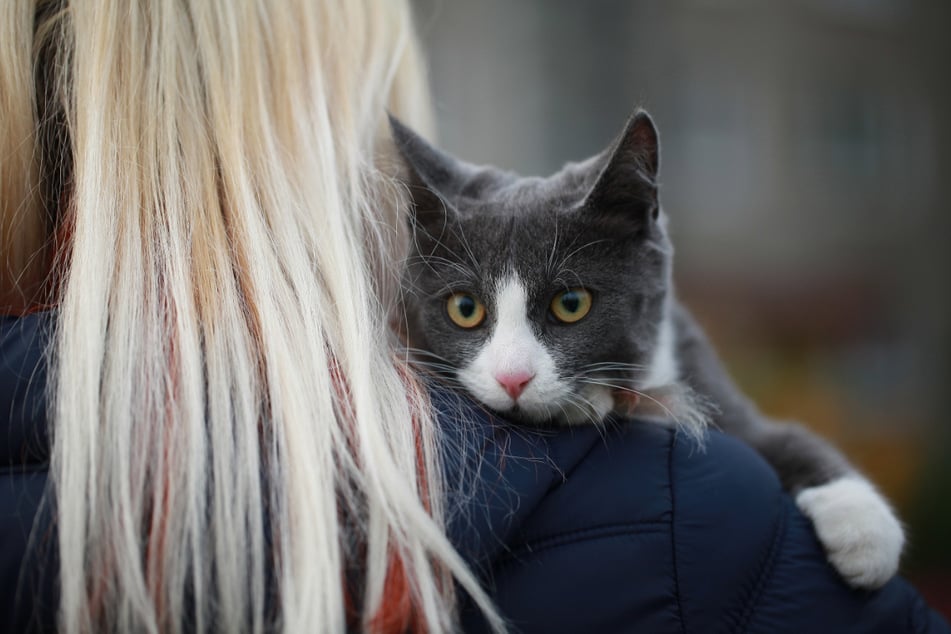 Wie aus dem Nichts suchte die Katze plötzlich Körperkontakt zu ihrem Frauchen. (Symbolbild)
