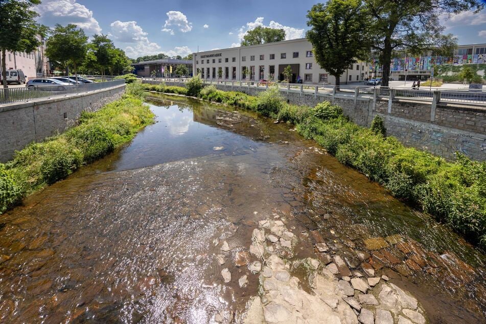 Die "Chemnitz" (hier an der Hartmannfabrik) führt bereits Niedrigwasser, die Flussbett-Steine sind schon zu sehen.