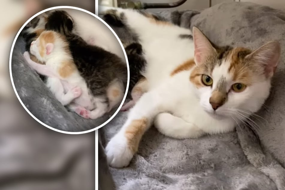 "Zuckerschock!": Katze Lillifee und ihre Babys lassen Herzen höher schlagen