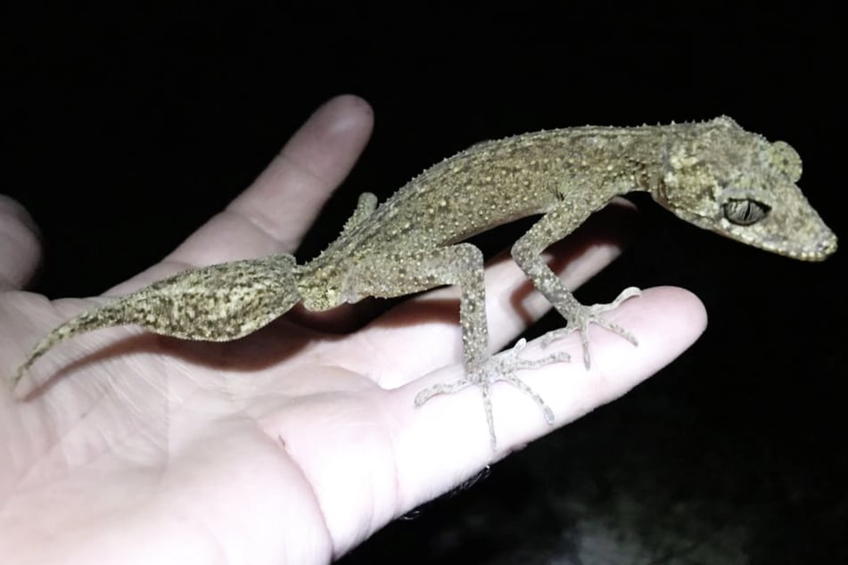 Hoskin hält die neue Geckoart ganz stolz in der Hand: "Es ist unglaublich, dass in der heutigen Zeit immer noch große und spektakuläre neue Arten gefunden werden."