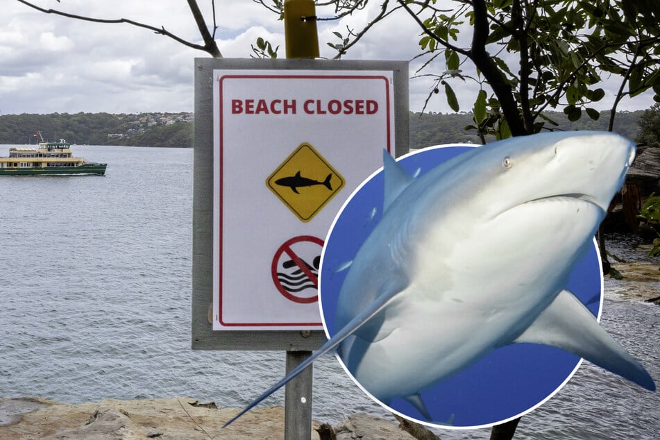Tragödie beim Klippenspringen: Zwölfjähriger kämpft nach Hai-Angriff um sein Leben