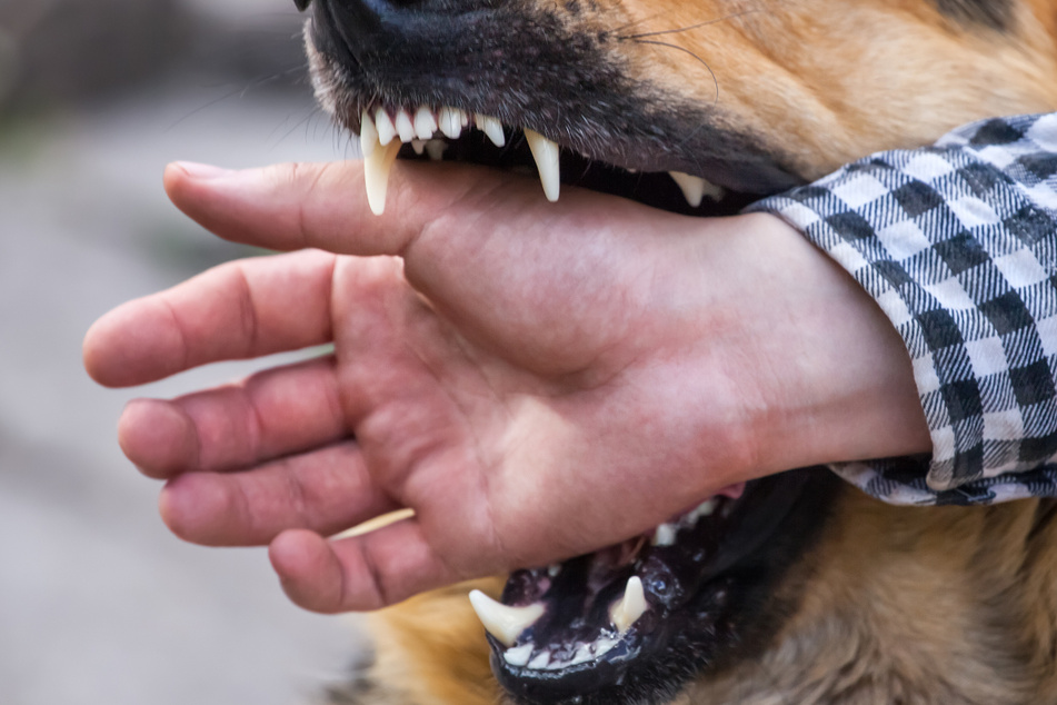 Greift man in einer Auseinandersetzung zwischen Hunden ein, läuft man selbst Gefahr, gebissen zu werden. (Symbolbild)