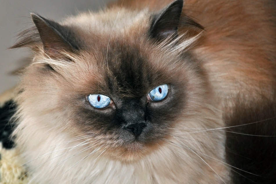 Himalayan cats often have striking blue eyes.