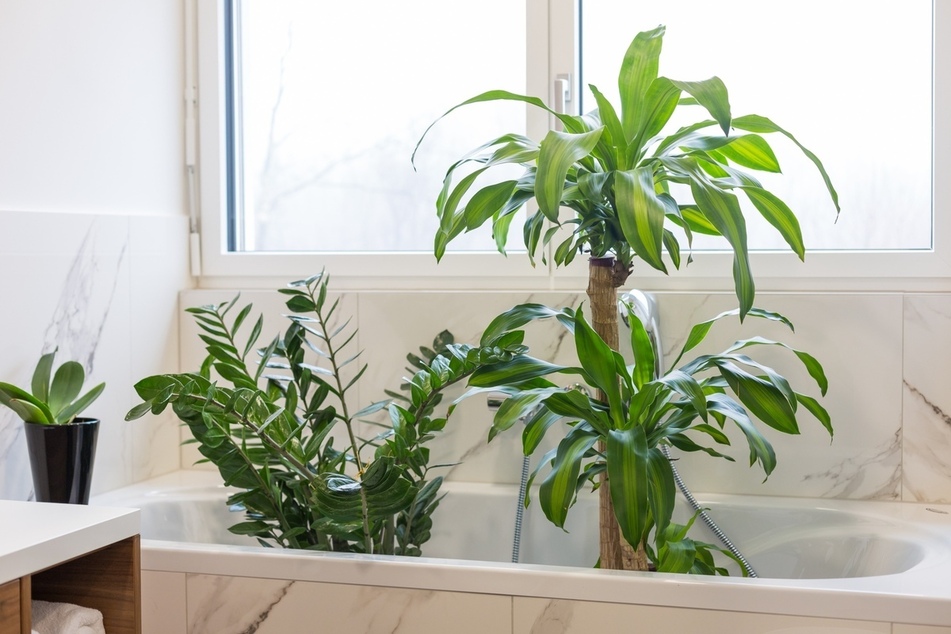 Pflanzen bewässern im Urlaub: Auch die Badewanne kann als Urlaubsquartier Deiner Pflanzen dienen.
