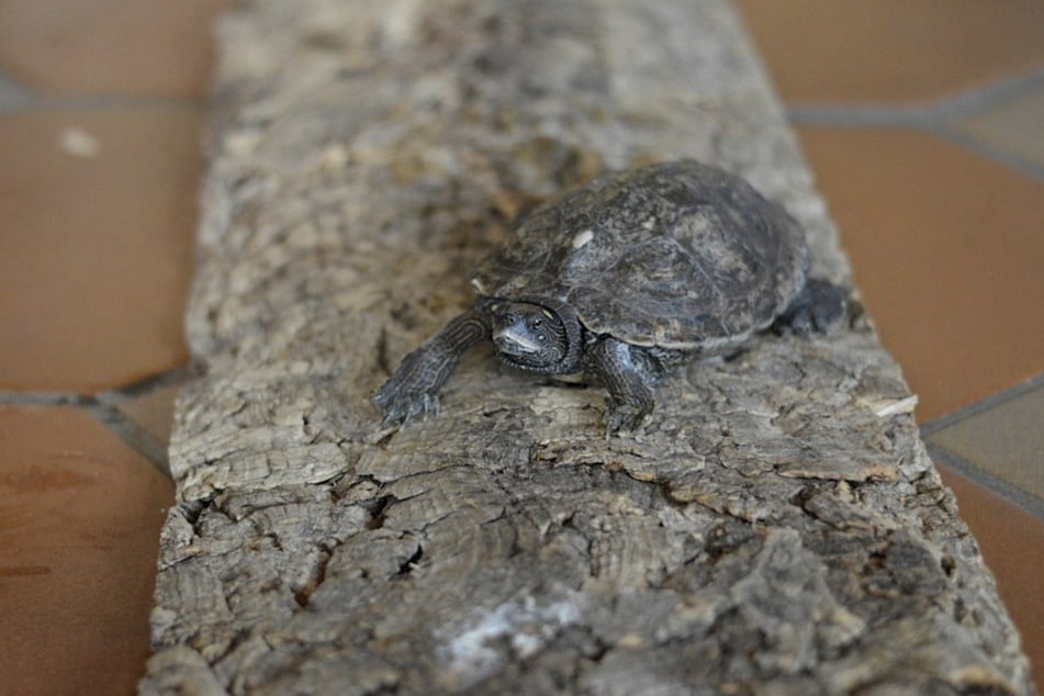Höckerschildkröte Bailey ist weniger auffällig als seine beiden Mitbewohner.