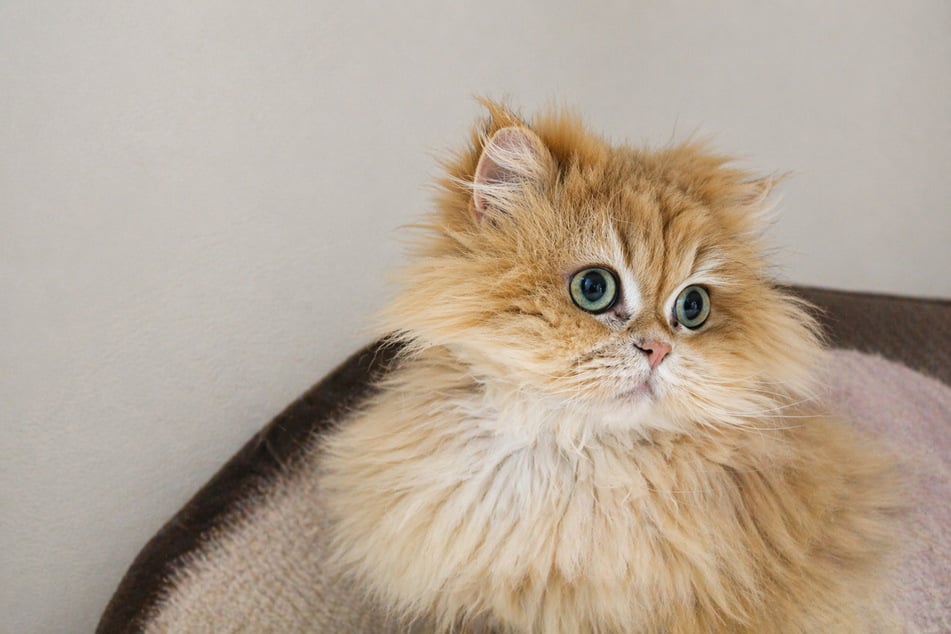 Kater Ponpon ist eine Mischung aus Britisch Langhaar und Perser und möchte gut gepflegt werden.