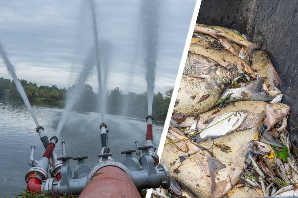Sauerstoffmangel: Dutzende tote Fische treiben auf See in Oberfranken