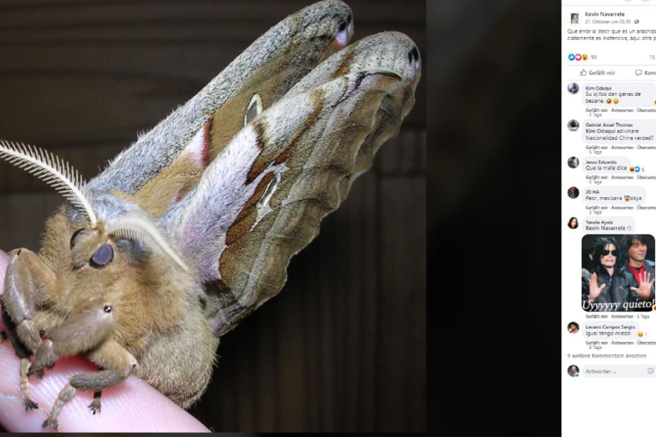 Facebook user Kevin Navarrete was not fooled and he posted another picture of a huge silk moth.