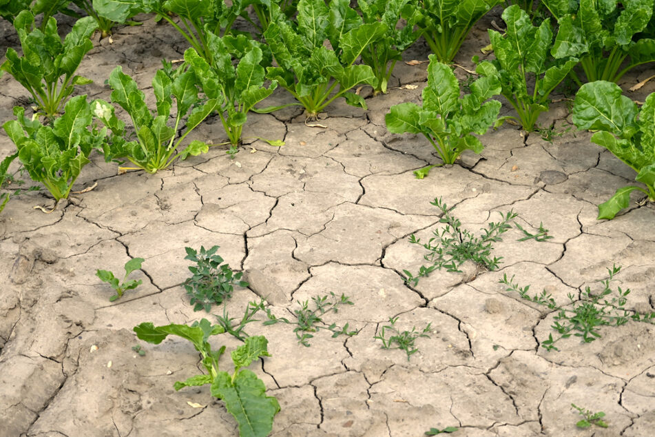 Der Boden auf einem Feld bei Bornheim zeigt nach einigen Wochen der Trockenheit inzwischen schon erhebliche Risse.