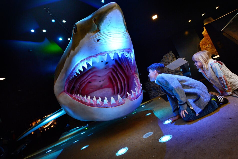 Ein Modell des Urzeit-Hais Megalodon im Schlossmuseum Linz.