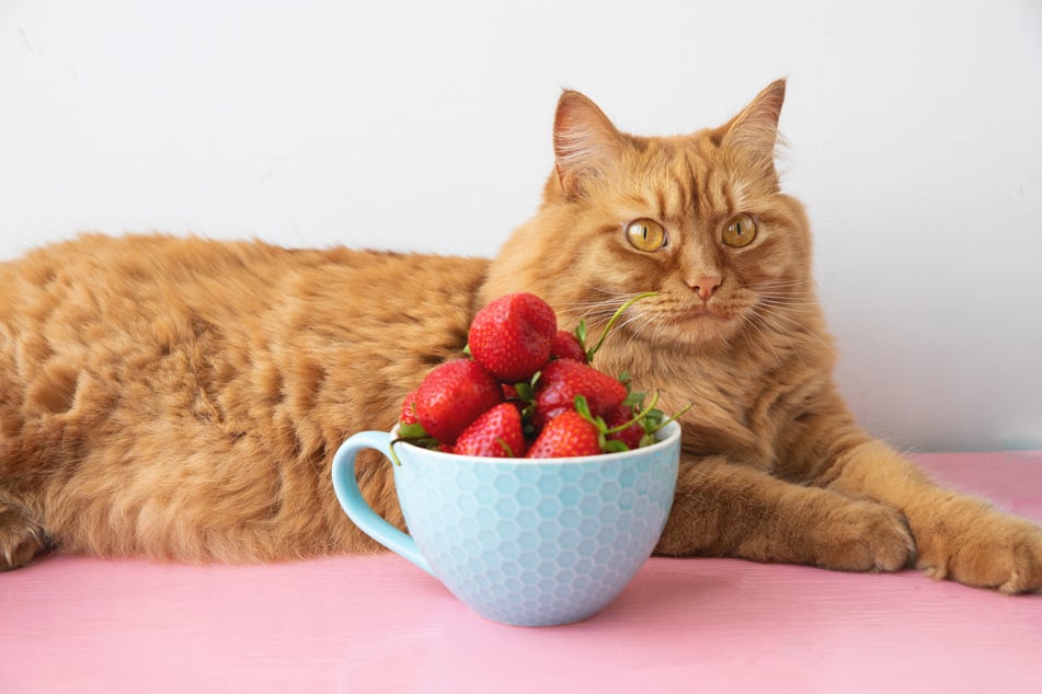 Ob Katzen Erdbeeren fressen dürfen, erklärt Dir der Katzenratgeber von TAG24.