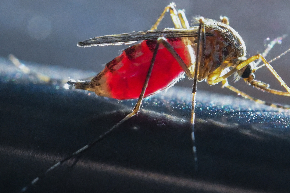 Die surrende Gefahr aus der Luft: Mücken verbreiten gefährliches West-Nil-Virus in Sachsen