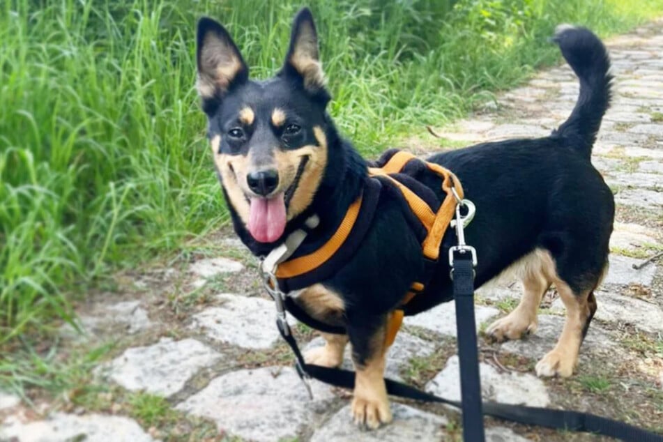 Didi (4) ein Dackel-Terrier-Mischling aus dem Berliner Tierheim hofft auf ein neues Zuhause.