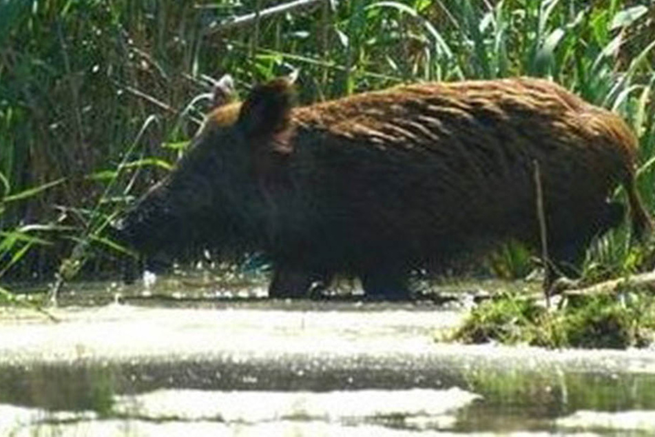 Schwein klaut Campern 18 Dosen Bier und betrinkt sich, Augenzeuge ist eine Kuh