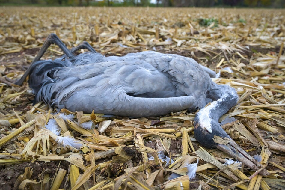 Ein Kranich ist der Vogelgrippe zum Opfer gefallen.