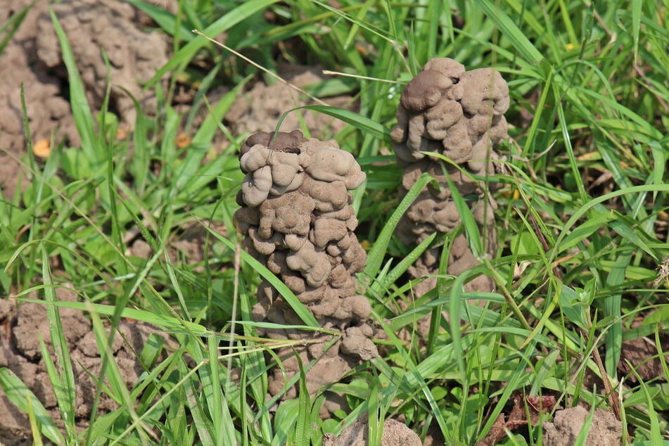 Regenwurmhaufen entfernen: Den trockenen Wurmkot im Rasen kann man mit einem Rechen einharken.