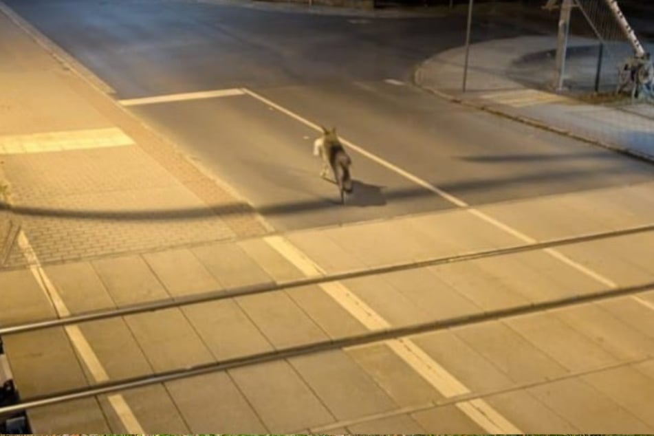 Kaum zu erkennen: Der Wolf in der Mitte des Fotos soll Familienkater Leo im Maul haben. Das Foto wurde in Lauta (Kreis Bautzen) aufgenommen.