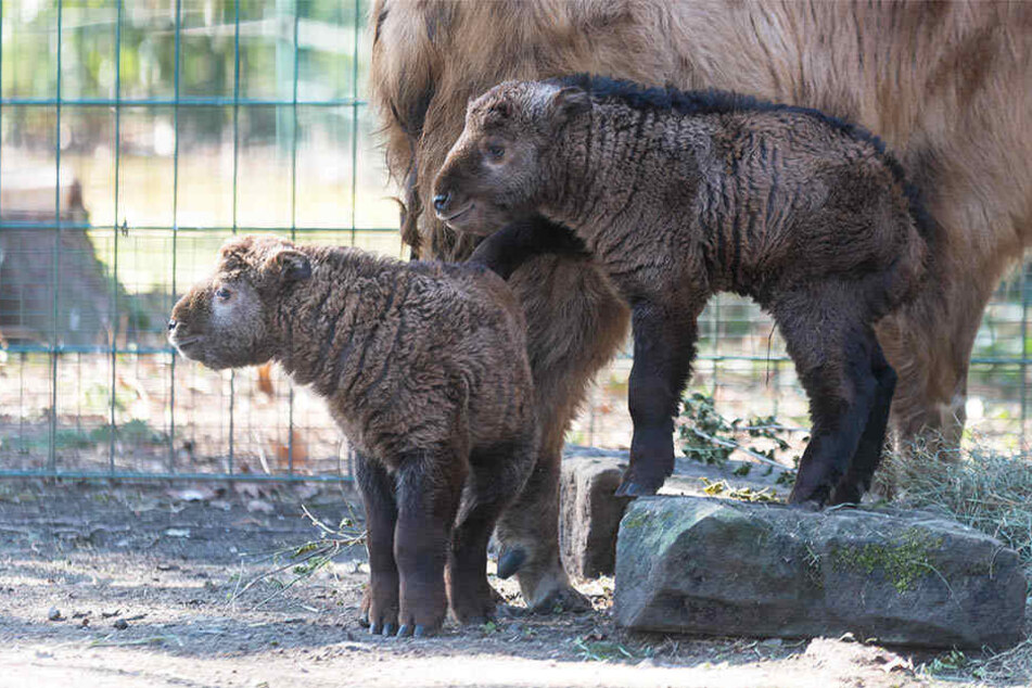 Die wollen nur spielen: Die jungen Goldtakine Aang und Aiguo im Dresdner Zoo.