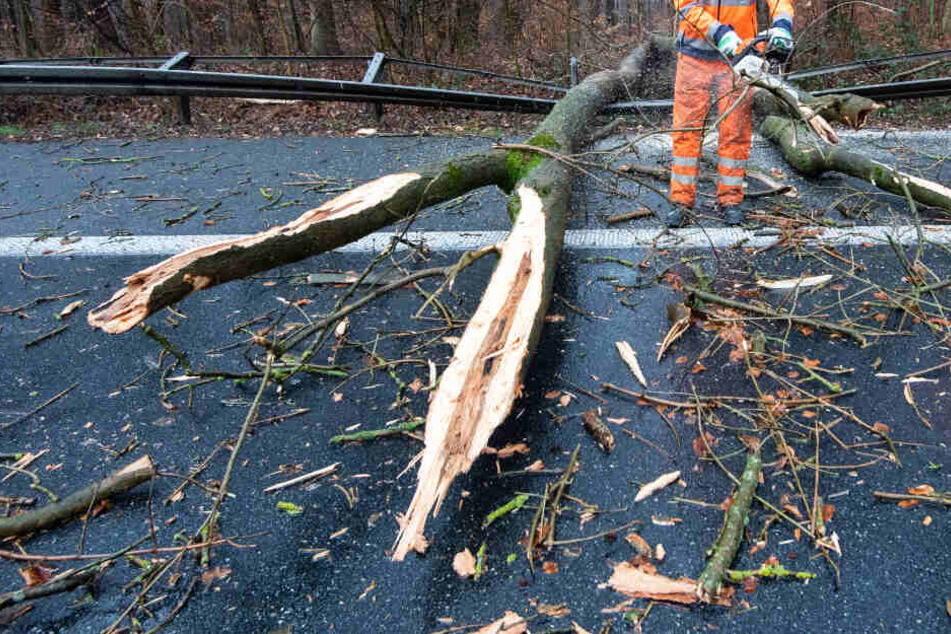 Mehrere Bäume sind aufgrund des heftigen Windes umgestürzt.