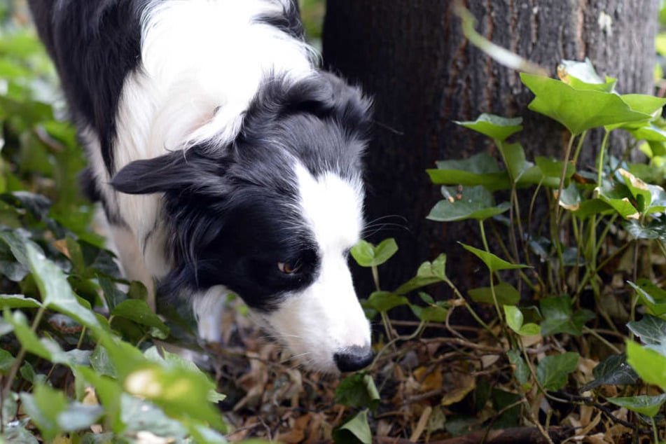 Immer öfters sterben Hunde, weil sie präparierte Köder gefressen haben.