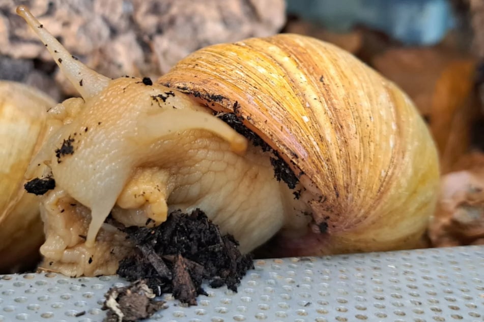 Sie wollen gerne zwischen Artgenossen gehalten werden.