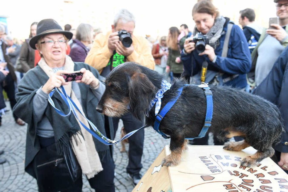 Ein Dackel wird bei einer Dackelparade von seinem Frauchen und anderen Besuchern fotografiert.