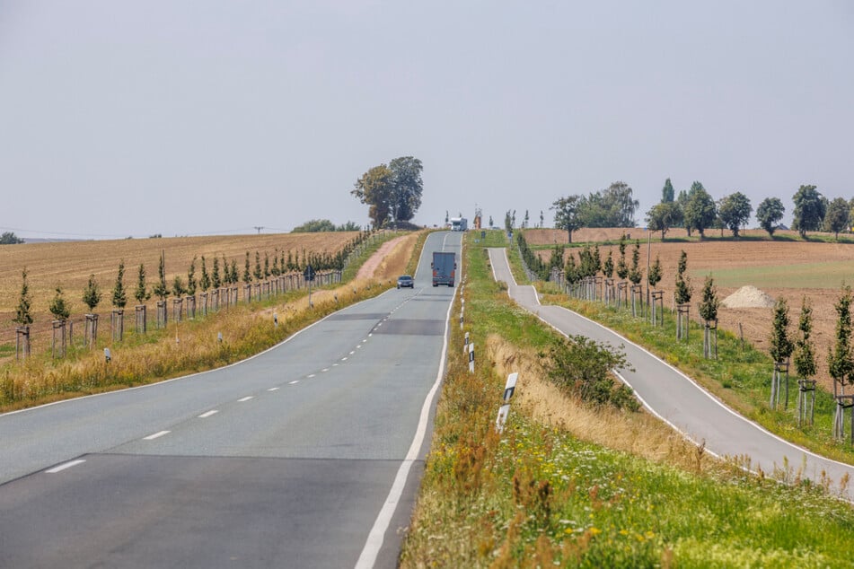 An der B 6 bei Zehren wurden zwei Baumreihen gepflanzt. Für eine Allee mit Kronenschluss gibt es auch in 60 Jahren keine Chance.