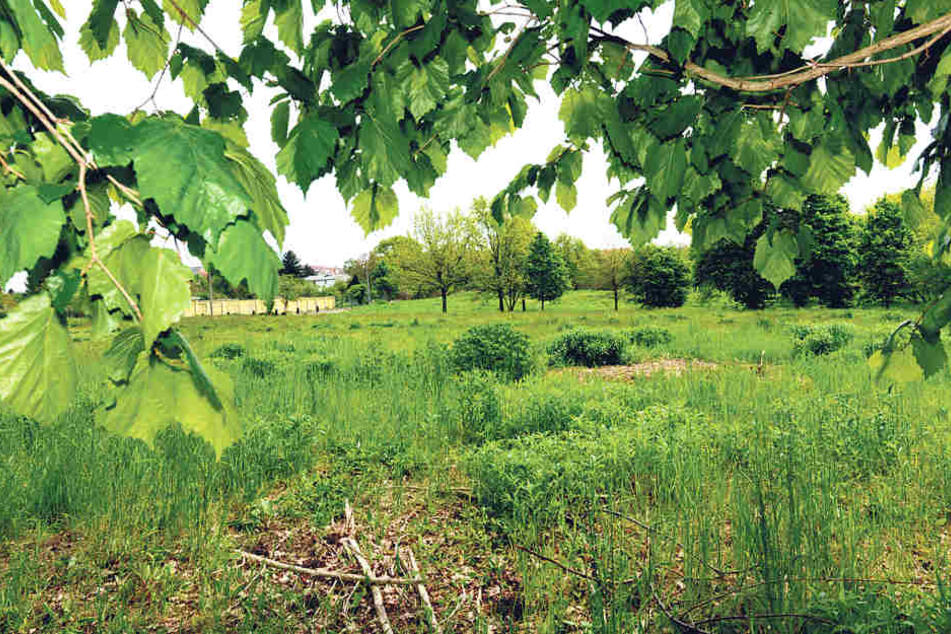 Die Hufewiesen in Trachau sollen erhalten und zu einem großen Park ausgebaut
werden.