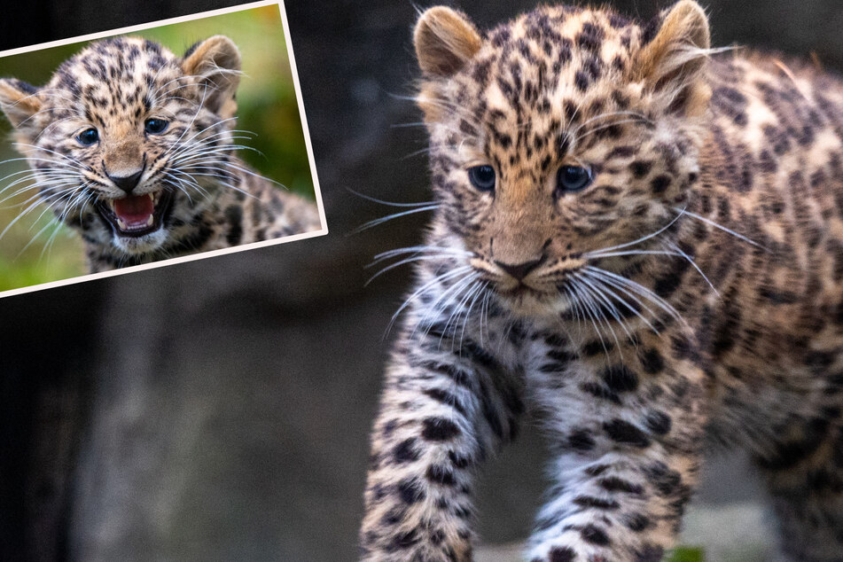 Zoo Leipzig: Amur-Leopardin Maji erkundet Außenanlage