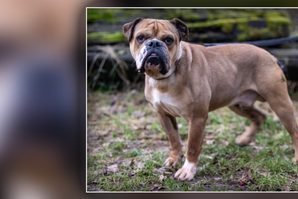 Hund abgemagert an Autobahnraststätte ausgesetzt: Im Tierheim hofft er auf ein Wunder