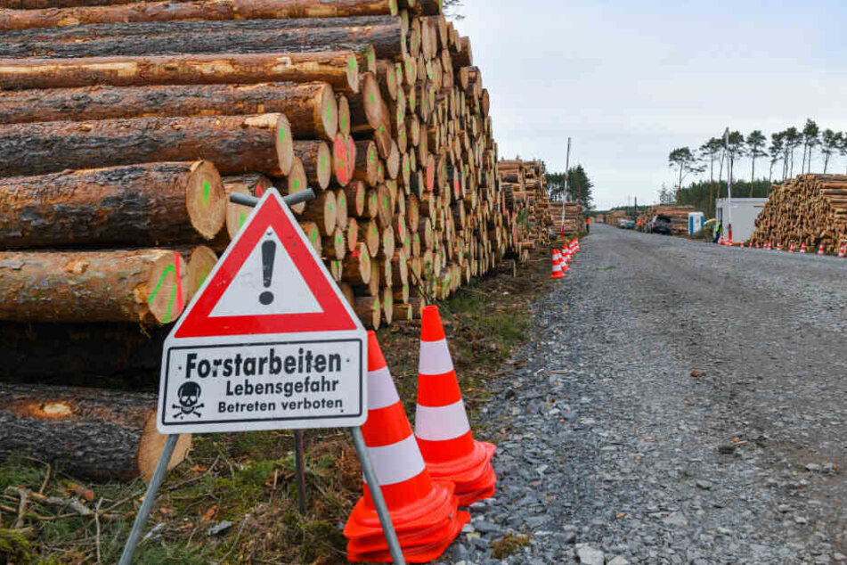 Tesla darf Rodung fortsetzen: Giga-Fabrik kann kommen