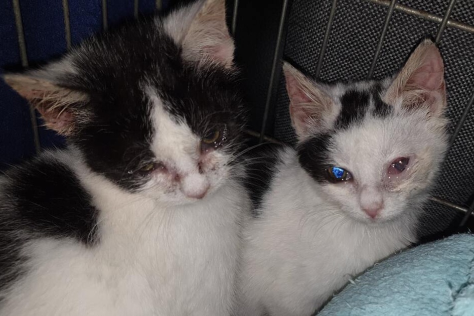 Katzen-Babys in arger Not: Das Tierheim kennt den Schuldigen!