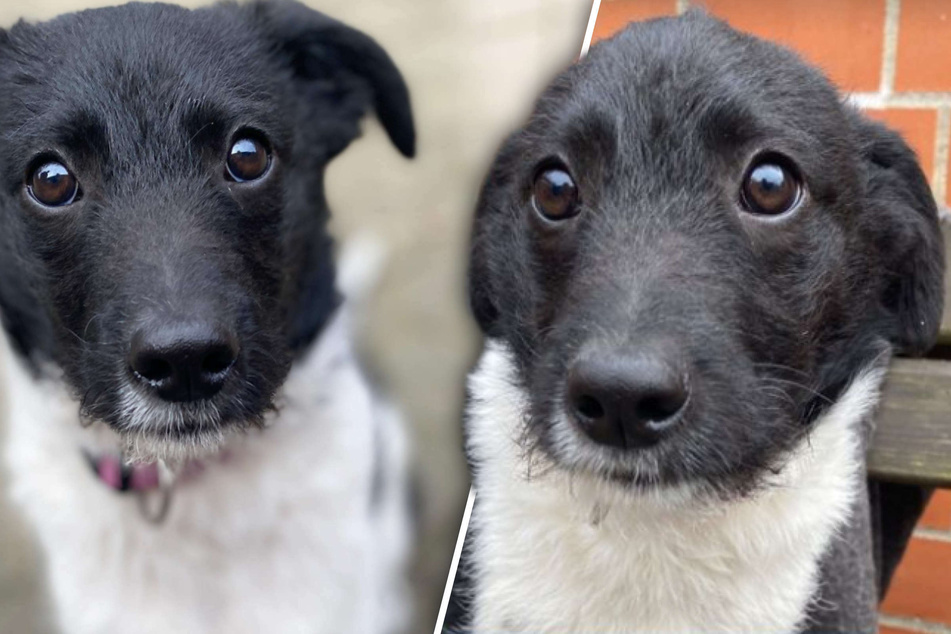 Junger Hund wird vom Pech verfolgt: Nach Adoption landet er wieder im Tierheim