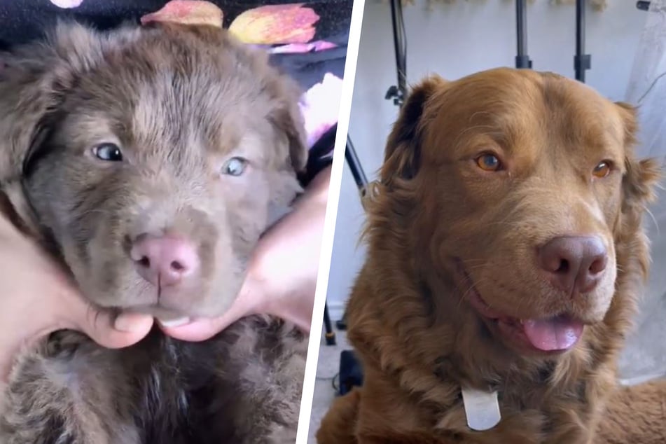 Kopper the pit bull-golden retriever mix has kept his adorable puppy cuteness!