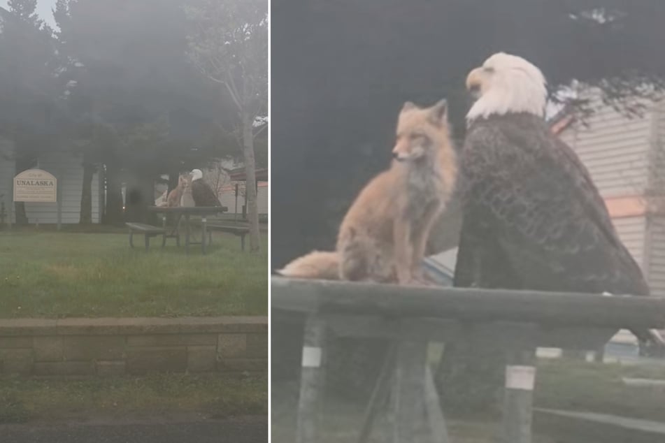 In Kanada hatten sich ein Weißkopfseeadler und ein Fuchs gemeinsam auf einem Picknicktisch niedergelassen.