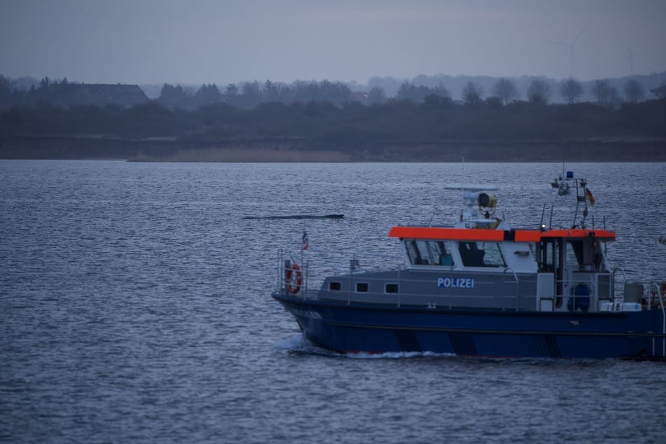 Der Wal befindet sich noch immer in der Wismarer Bucht.