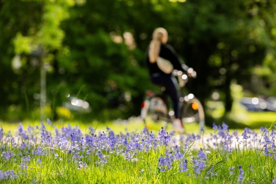 Für das neue Stadtquartier plant die Stadt Köln eine grüne und fahrradfreundliche Umgebung. (Symbolbild)