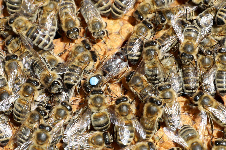 Pro Jahr produziert ein Bienenstock 25 bis 30 Kilo Honig (Symbolfoto).