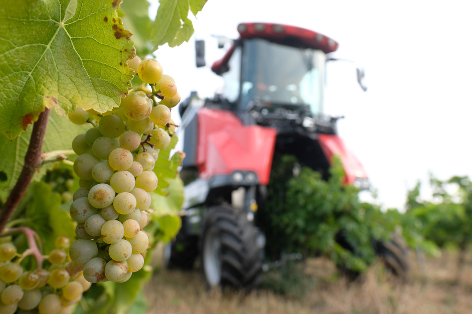 Anfang der Woche wurden im Weinanbaugebiet Saale-Unstrut die ersten Trauben des Jahres geerntet.