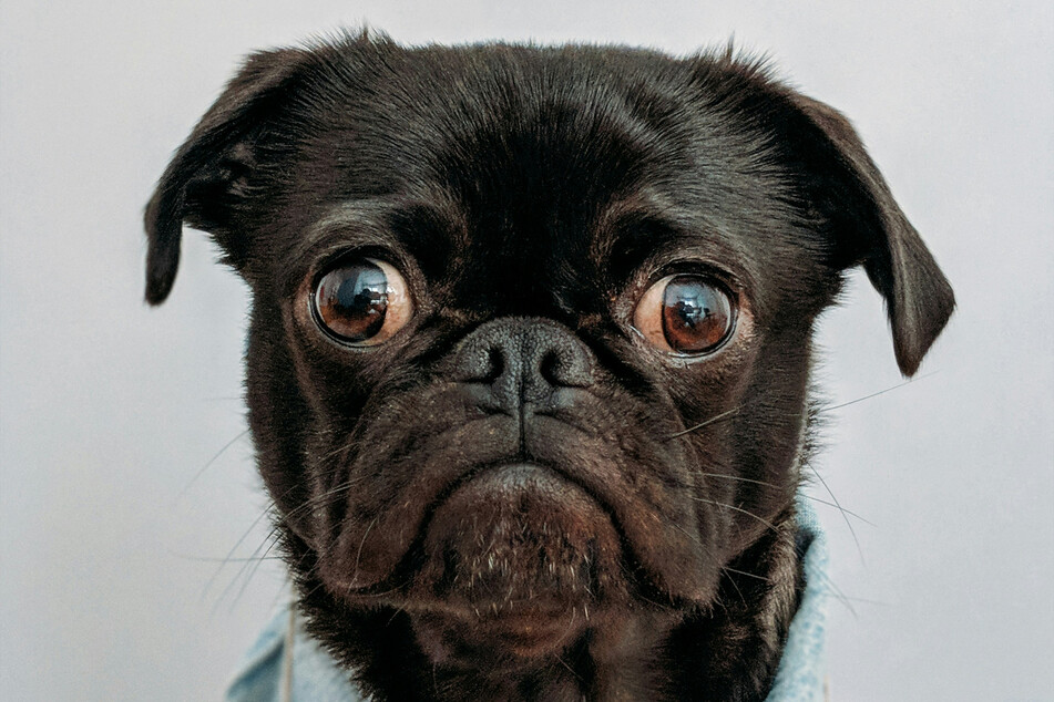 Pugs are strange and sweet, but don't require much effort to look after.