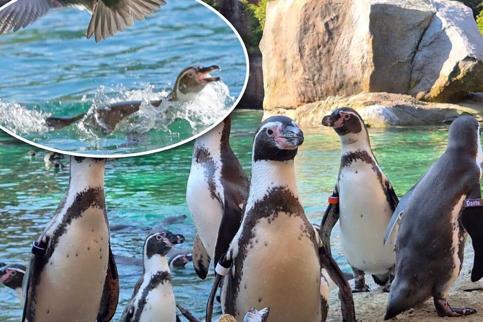 Besch***ene Aufgabe: Pinguine sorgen für eine stinkende Überraschung im Leipziger Zoo