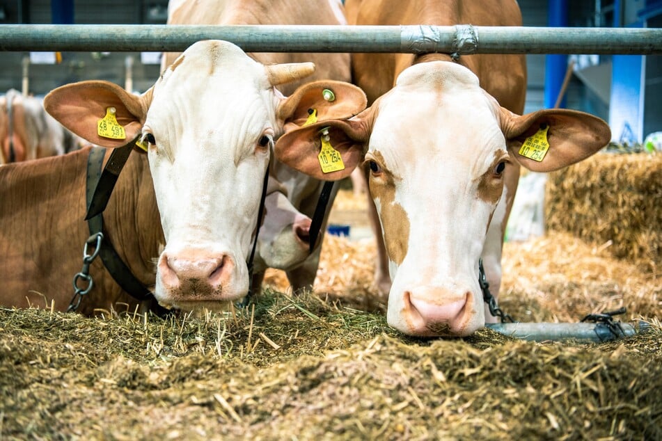 Wöchentlich werden in Deutschland über ein Kilo Fleisch pro Person verzehrt.