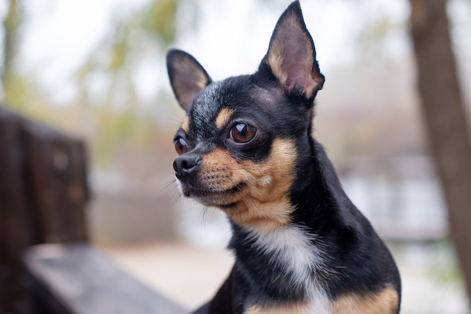 Der Chihuahua erlitt im Ofen einen qualvollen Tod. (Symbolfoto)